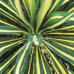 Yucca filamentosa 'Color Guard' - Palmlelie