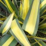 Yucca filamentosa 'Gold Heart' - Palmlelie