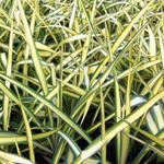 Yucca flaccida 'Golden Sword' - Palmlelie