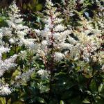 Astilbe x arendsii  'Rock and Roll' - Pluimspirea