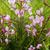 Epilobium angustifolia 'Stahl Rose'