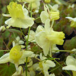 Epimedium pinnatum subsp. colchicum - Elfenbloem - Epimedium pinnatum subsp. colchicum