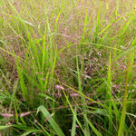 Eragrostis spectabilis JS 'Great Plains' - Liefdesgras