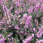 Erica x darleyensis 'Kramer's Rote' - Winterheide, Dopheide