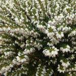 Erica x darleyensis f. albiflora 'Silberschmelze' - Winterheide, Dopheide