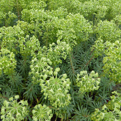 Euphorbia characias ssp wulfenii - Wolfsmelk