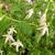 Fuchsia magellanica var. molinae 'Alba'