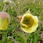 Nagelkruid - Geum 'Lemon Drops'