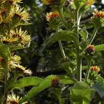 Inula racemosa 'Sonnenspeer' - Alant