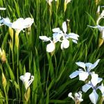 Iris laevigata 'Snowdrift' - Japanse iris - Iris laevigata 'Snowdrift'