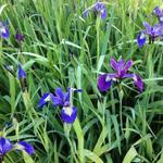 Iris versicolor - Iris - Iris versicolor