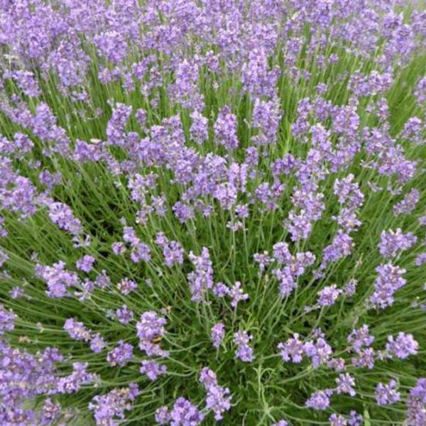 Lavendel - Lavandula angustifolia  'Munstead'