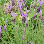Lavandula  stoechas 'Pedunculata' - Kuiflavendel , Franse lavendel - Lavandula  stoechas 'Pedunculata'