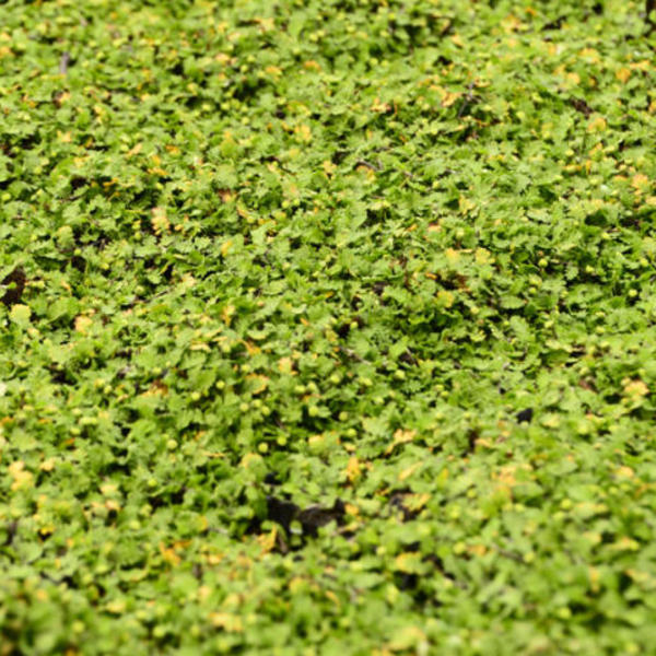 Koperknoopje, Speldenkussenplant - Leptinella dioica 'Minima'