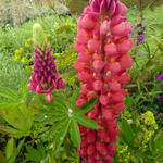 Lupinus russell  'My Castle' - Lupine - Lupinus russell  'My Castle'