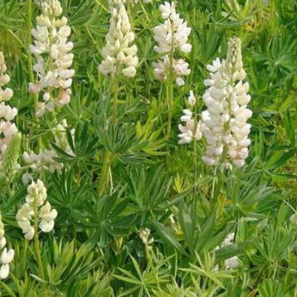 Lupine - Lupinus russell 'Noble Maiden'