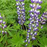 Lupinus  russell 'The Governor' - Lupine