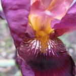 Iris germanica 'Senlac' - Baardiris, zwaardiris - Iris germanica 'Senlac'
