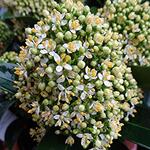 Skimmia japonica 'White Globe' - Skimmia