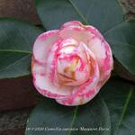 Camellia japonica 'Margaret Davis' - Camelia