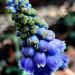 Muscari commutatum - Blauwe druifjes