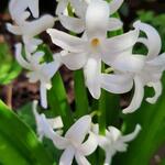 Hyacinthus orientalis 'White Pearl' - Hyacint