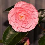 Camellia japonica 'William Bartlett' - Camelia