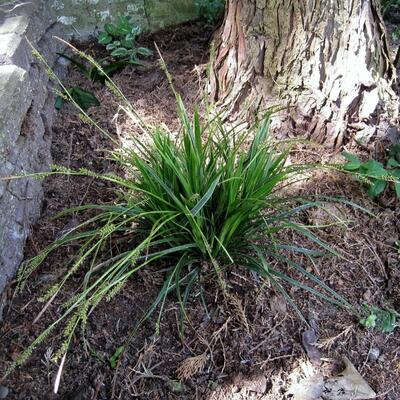 Zegge - Carex morrowii 'Variegata'