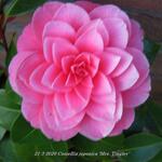 Camellia japonica 'Mrs. Tingley' - Camelia