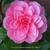 Camellia japonica 'Mrs. Tingley'