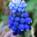 Muscari armeniacum 'Peppermint' - Blauw druifje