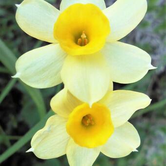 Narcissus tazetta 'Minnow'