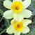 Narcissus tazetta 'Minnow'