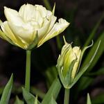 Tulipa 'Exotic Emperor' - Tulp