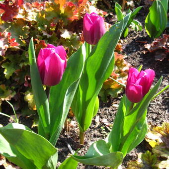 Tulipa 'Purple Prince'