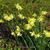 Narcissus 'Intrigue'
