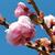 Prunus serrulata 'Kiku-shidare-zakura'