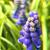 Muscari armeniacum