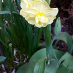 Narcissus 'Yellow Cheerfulness' - Narcis