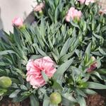 Dianthus 'OSCAR Pink and Purple' - Anjer