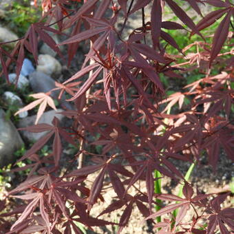 Acer palmatum 'Bloodgood'