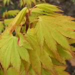 Acer shirasawanum 'Jordan' - Japanse esdoorn