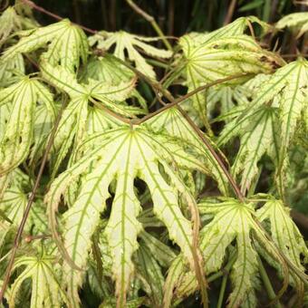 Acer palmatum 'First Ghost'