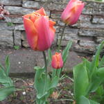 Tulipa 'Orange van Eijk' - Tulp