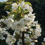 Prunus avium 'Sylvia' - Kerselaar, Silviakers