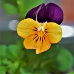Viola cornuta 'Sorbet Orange Duet' - Viooltjes, Gehoorn viooltje
