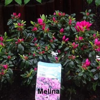 Rhododendron 'Melina'