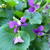 Viola sororia 'Rubra'