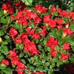 Rhododendron mollis (rood) - Tuinazalea