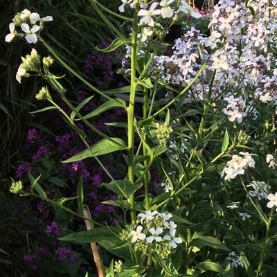 Wilde judaspenning - Lunaria rediviva
